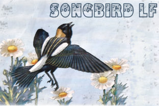Songbird LF Font for Creative Campaigns